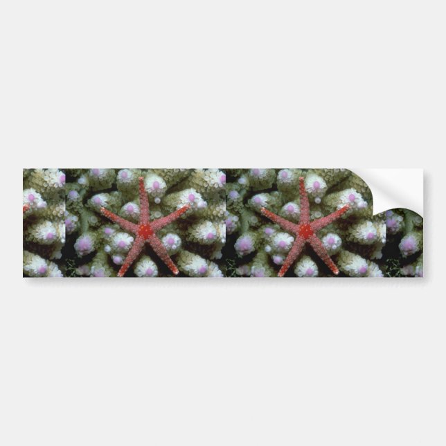 Beautiful Beautiful starfish Bumper Sticker (Front)