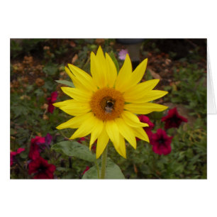 Beautiful Bee on Yellow Sunflower Photo