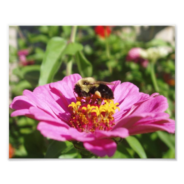 Beautiful Bee Photo Print (Front)