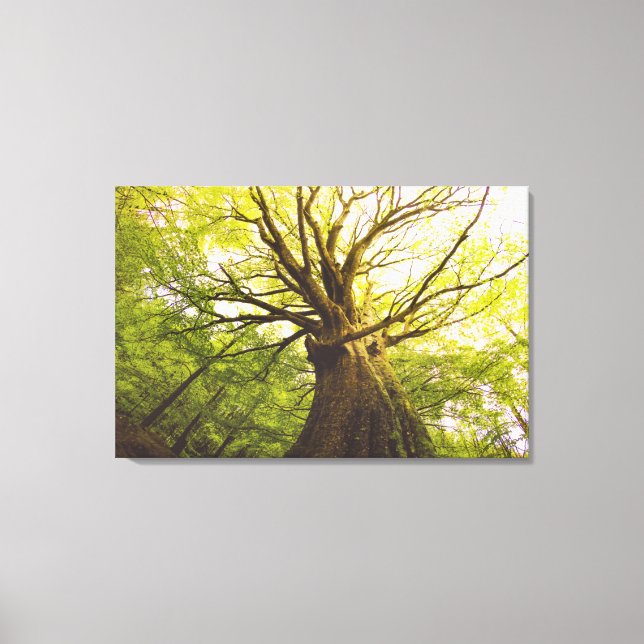 Beautiful Beech Tree Canvas Print (Front)