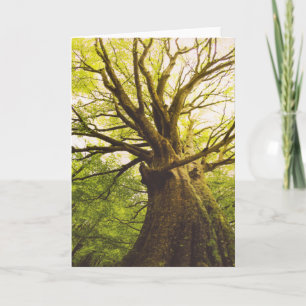 Beautiful Beech Tree Card