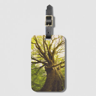 Beautiful Beech Tree Luggage Tag