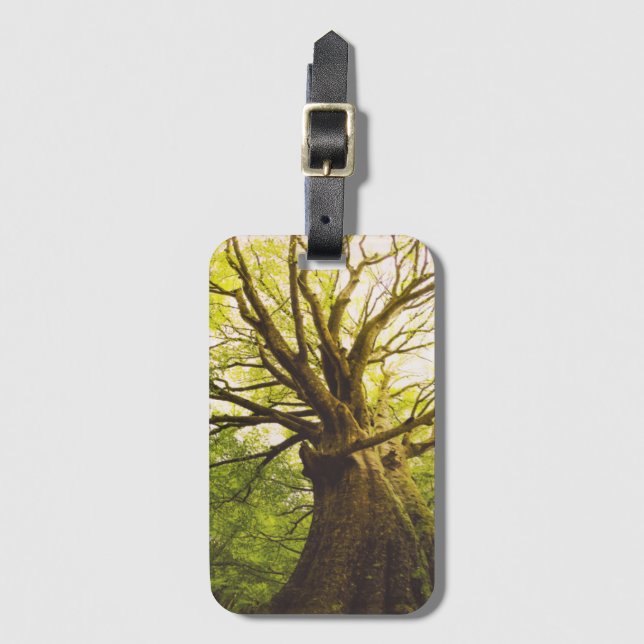 Beautiful Beech Tree Luggage Tag (Front Vertical)