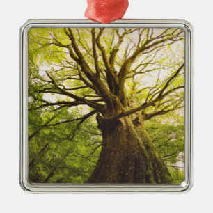 Beautiful Beech Tree Metal Tree Decoration