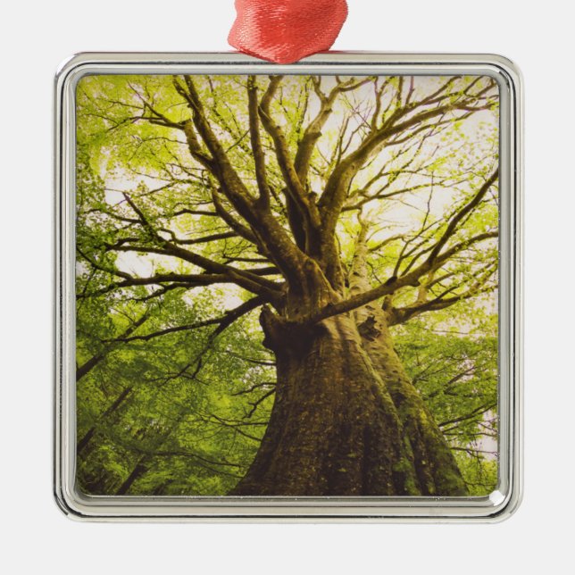 Beautiful Beech Tree Metal Tree Decoration (Front)