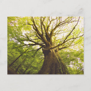 Beautiful Beech Tree Postcard