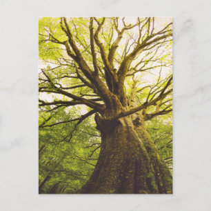 Beautiful Beech Tree Postcard