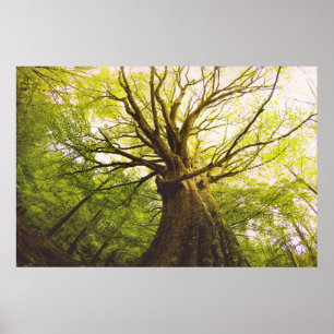 Beautiful Beech Tree Poster