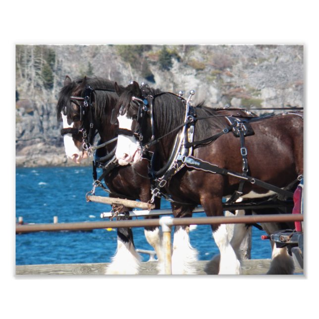 Beautiful Belgian Harness Working Horses Photo Print (Front)