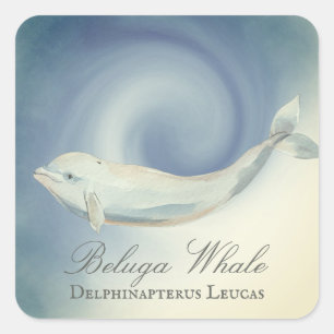 Beautiful Beluga Whale, Delphinapterus Leucas Square Sticker