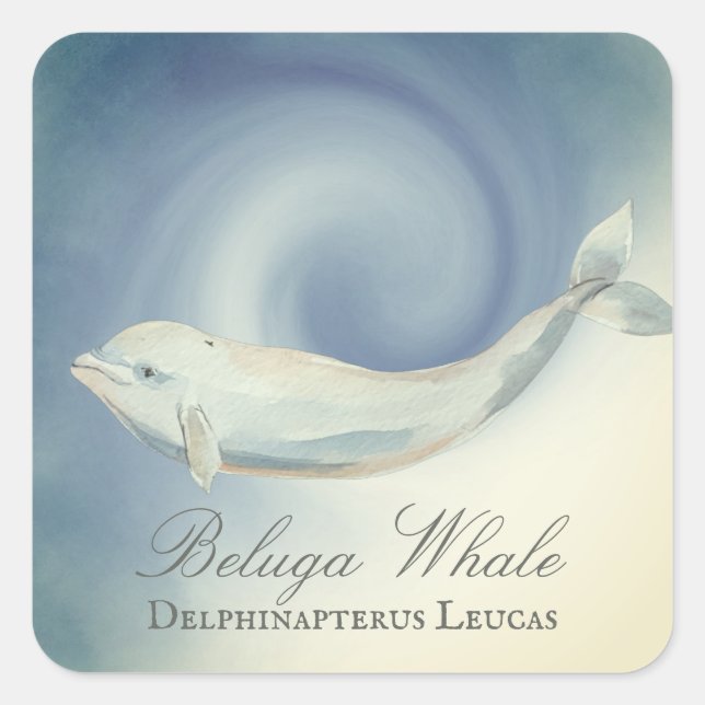 Beautiful Beluga Whale, Delphinapterus Leucas Square Sticker (Front)