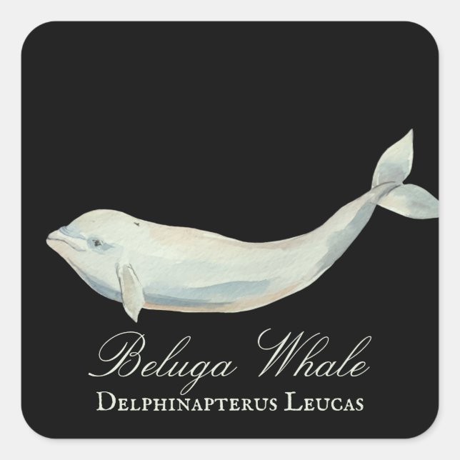 Beautiful Beluga Whale, Delphinapterus Leucas Square Sticker (Front)