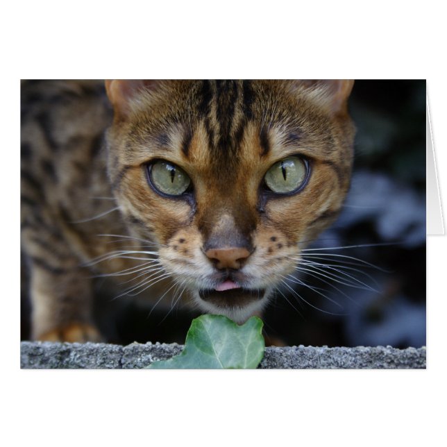 Beautiful Bengal Cat (Front Horizontal)