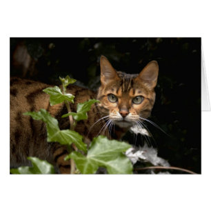 Beautiful Bengal Cat