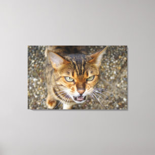 Beautiful Bengal Cat Canvas Print