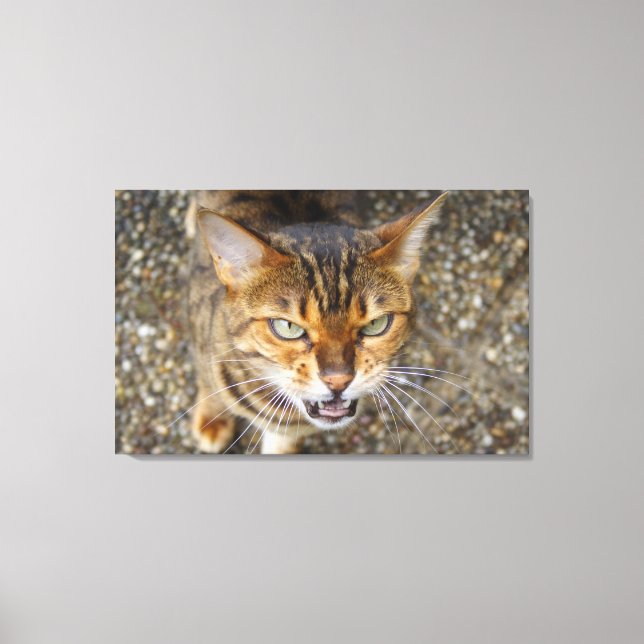 Beautiful Bengal Cat Canvas Print (Front)
