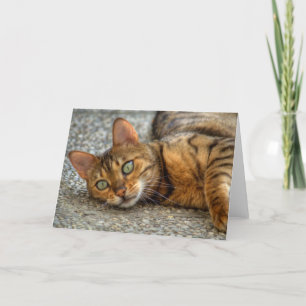 Beautiful Bengal Cat Card