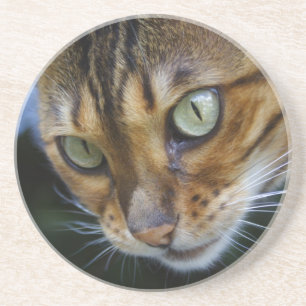Beautiful Bengal Cat Coaster