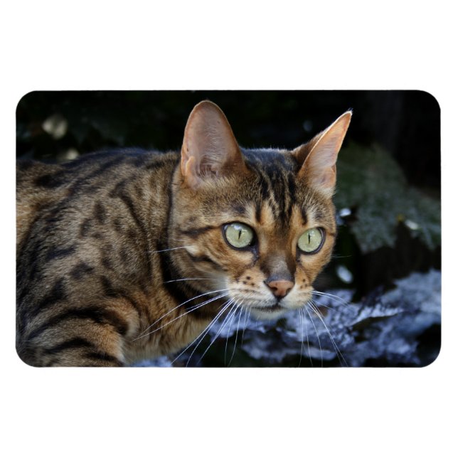 Beautiful Bengal Cat Magnet (Horizontal)