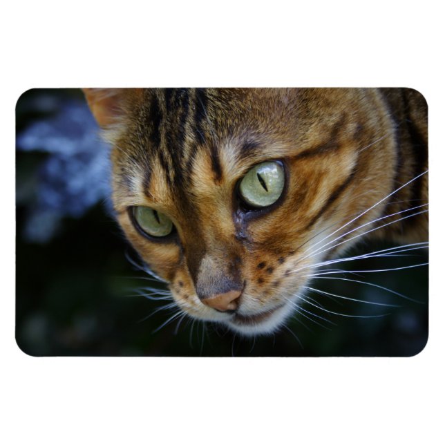 Beautiful Bengal Cat Magnet (Horizontal)