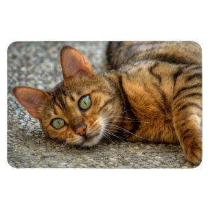 Beautiful Bengal Cat Magnet