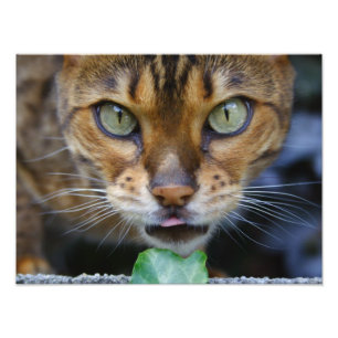 Beautiful Bengal Cat Photo Print