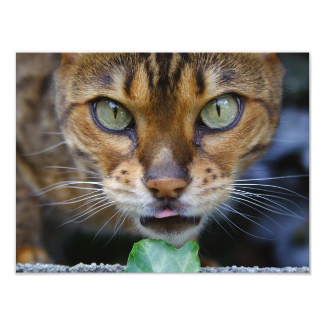 Beautiful Bengal Cat Photo Print (Front)