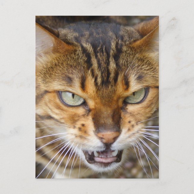 Beautiful Bengal Cat Postcard (Front)