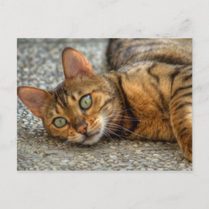 Beautiful Bengal Cat Postcard