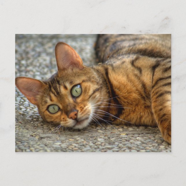 Beautiful Bengal Cat Postcard (Front)