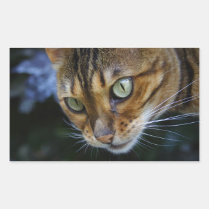 Beautiful Bengal Cat Rectangular Sticker
