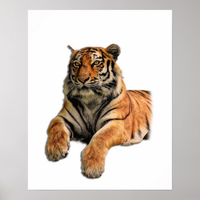Beautiful Bengal Tiger Face & Paws Photo Poster (Front)