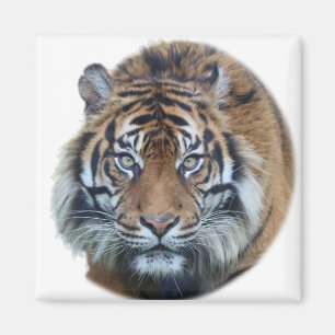 Beautiful Bengal Tiger Face Photo Magnet