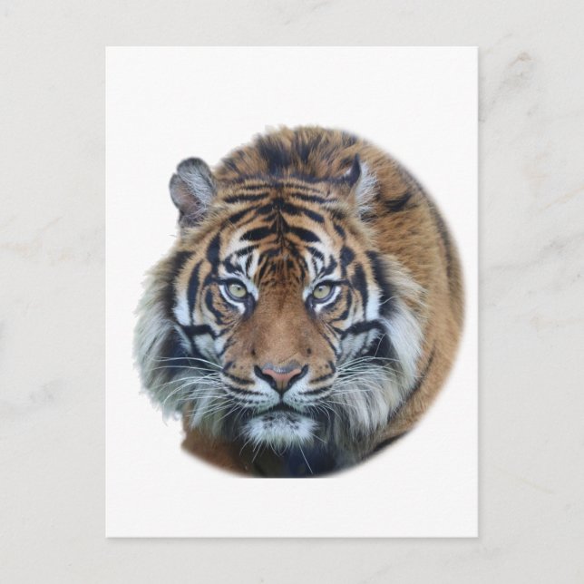 Beautiful Bengal Tiger Face Photo Postcard (Front)