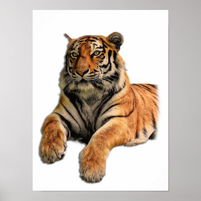 Beautiful Bengal Tiger Face Photo Poster (Front)