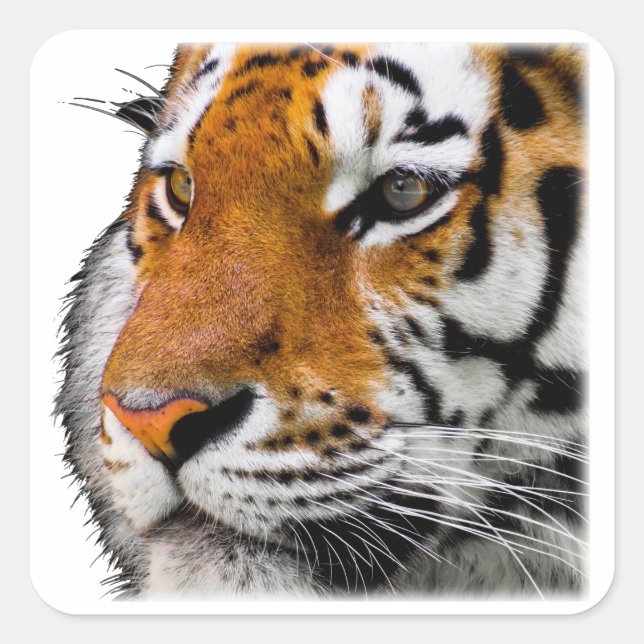 Beautiful Bengal Tiger Face Photo Square Sticker (Front)