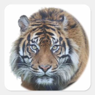 Beautiful Bengal Tiger Face Photo Square Sticker