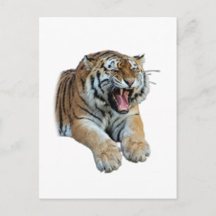 Beautiful Bengal Tiger Face & Teeth Photo Postcard