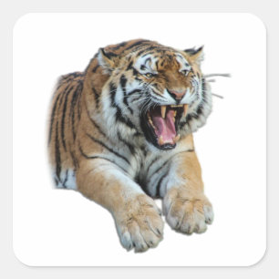 Beautiful Bengal Tiger Face & Teeth Photo Square Sticker