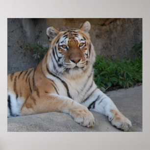 Beautiful Bengal Tiger Poster