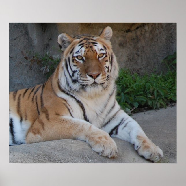 Beautiful Bengal Tiger Poster (Front)