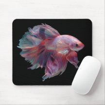Beautiful Betta