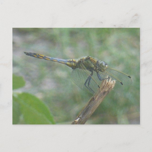 Beautiful Big Blue Yellow Dragonfly DIY Postcard (Front)