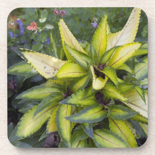 Beautiful Big Bright Green Leaves Coaster (Front)