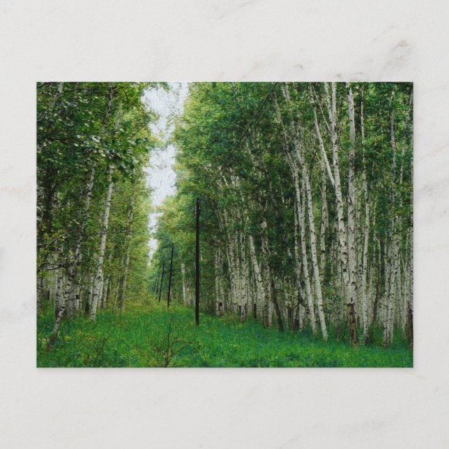 Beautiful Birch Tree Forest Canvas Print Postcard (Front)