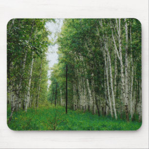 Beautiful Birch Tree Forest Mouse Mat