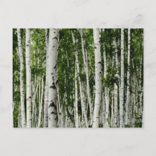 Beautiful Birch Tree Forest Postcard