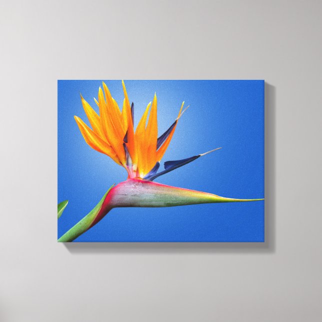 Beautiful Bird of Paradise Strelitzia Flower Canvas Print (Front)