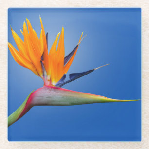 Beautiful Bird of Paradise Strelitzia Flower Glass Coaster