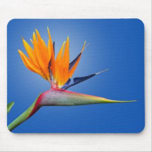 Beautiful Bird of Paradise Strelitzia Flower Mouse Mat